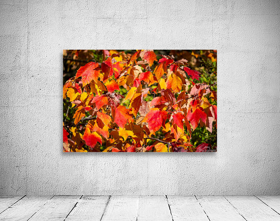 Red trees Autumn Wall Preview