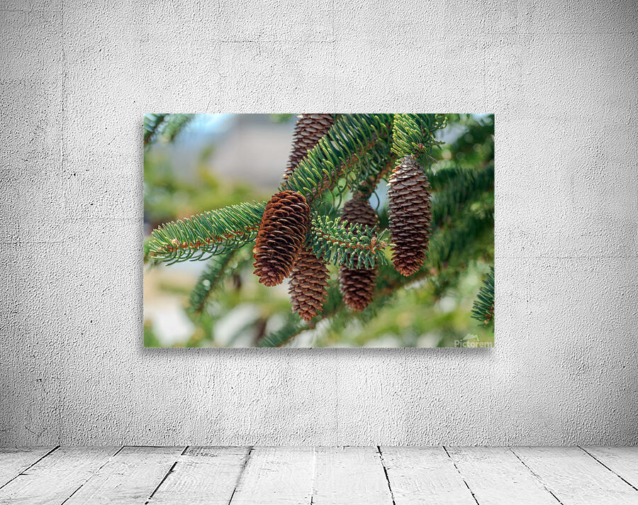 fir tree with cones 5 Wall Preview