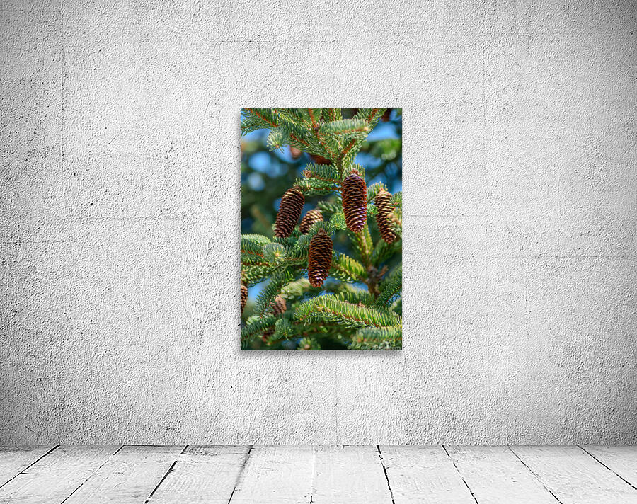 fir tree with cones 9 Wall Preview