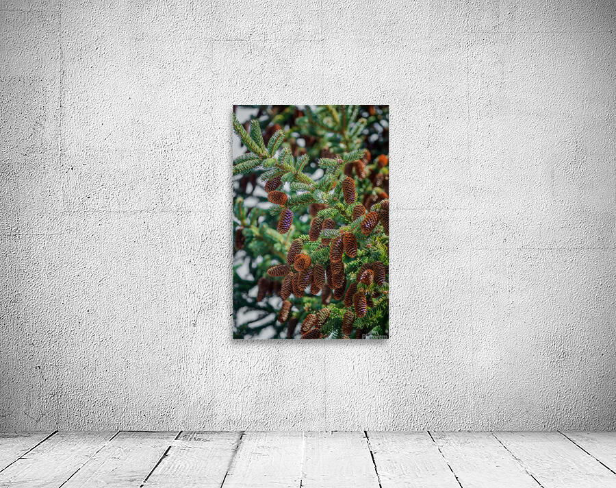 fir tree with cones 7 Wall Preview