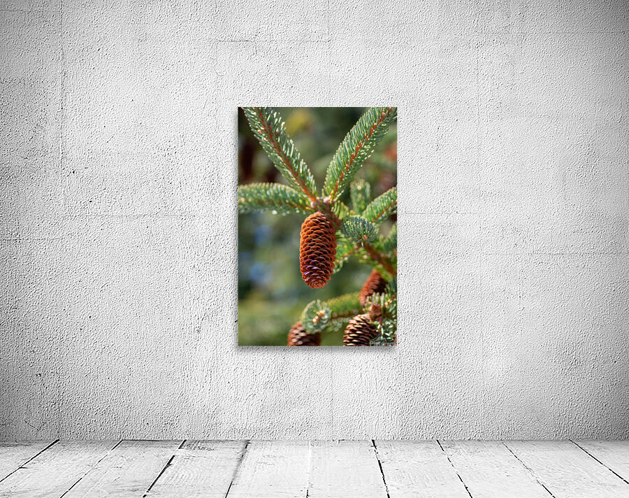 fir tree with cones 3 Wall Preview