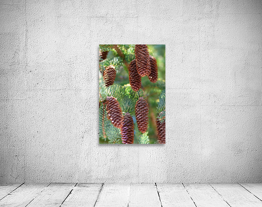 fir tree with cones 2 Wall Preview
