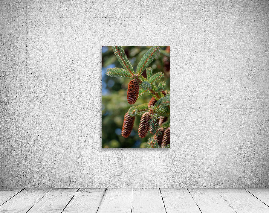 fir tree with cones 4 Wall Preview