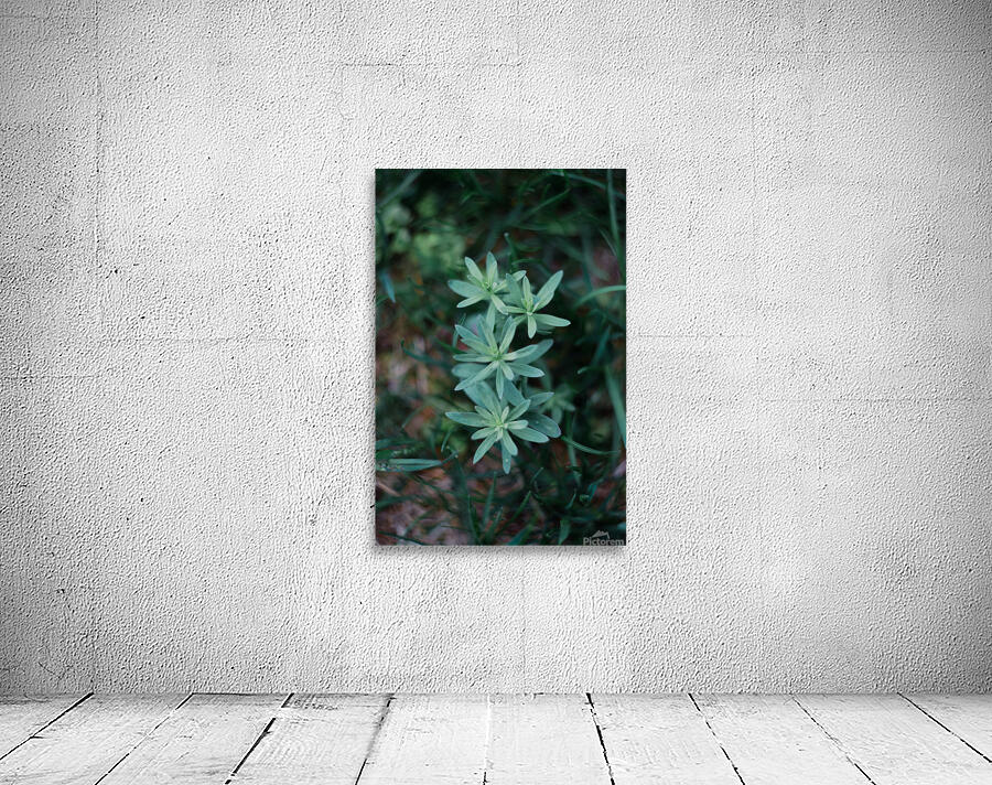 Flowers closeup 15 Wall Preview