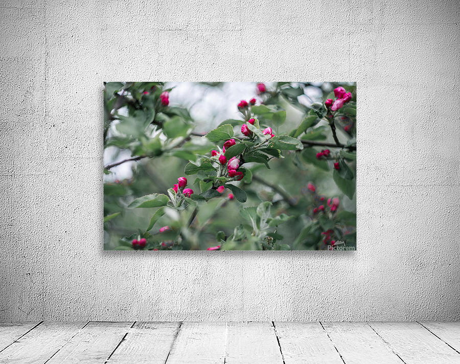 Flowers closeup 8 Wall Preview