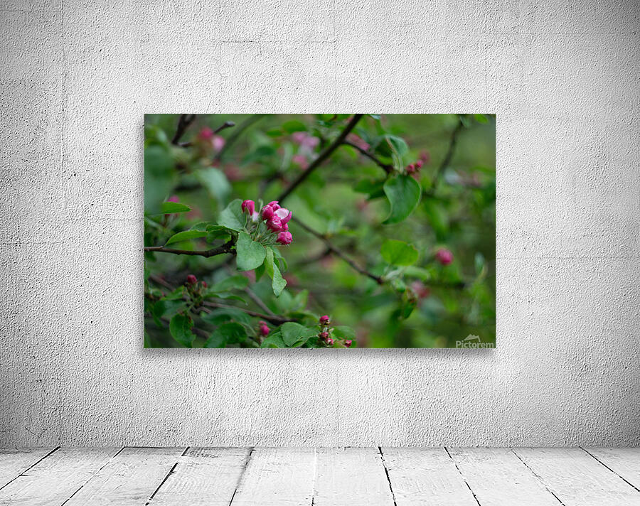 Flowers closeup 6 Wall Preview