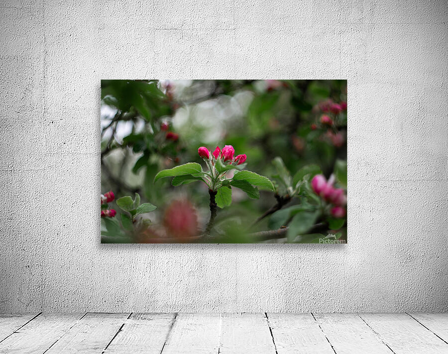 Flowers closeup 5 Wall Preview