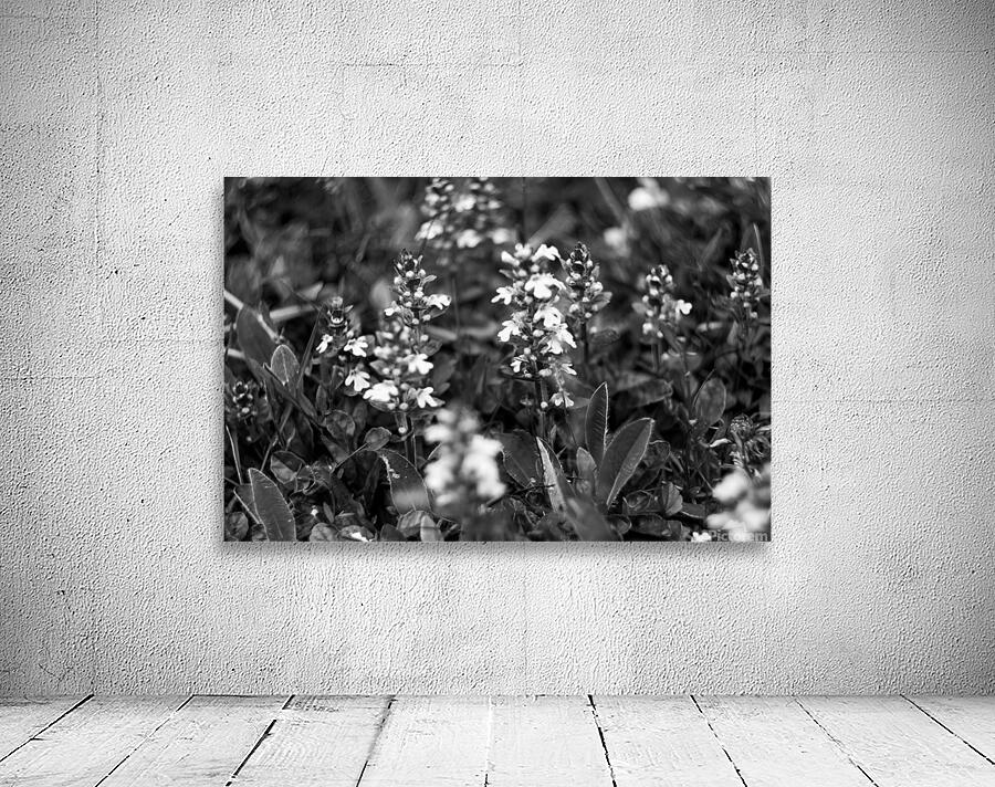 Flowers closeup 11 Wall Preview