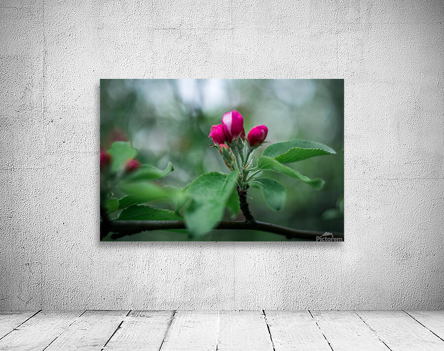 Flowers closeup 3 Wall Preview