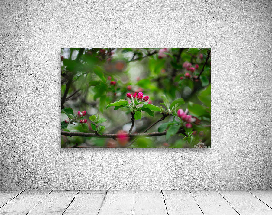 Flowers closeup 4 Wall Preview