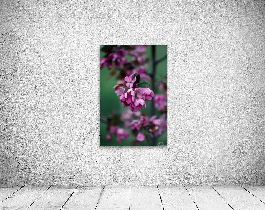 Flowers closeup 13 Wall Preview
