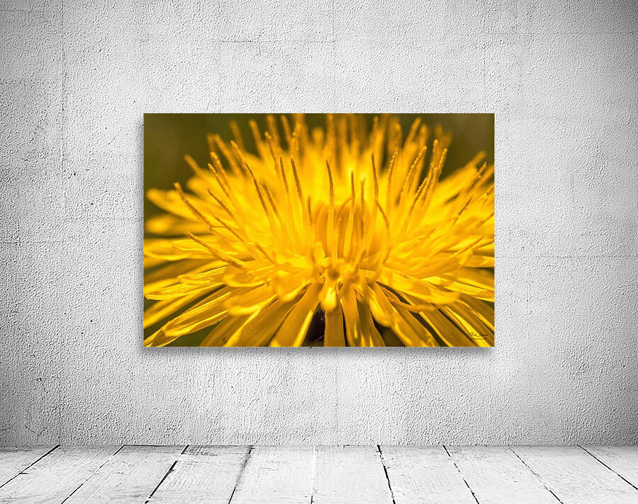 Dandelion Wall Preview
