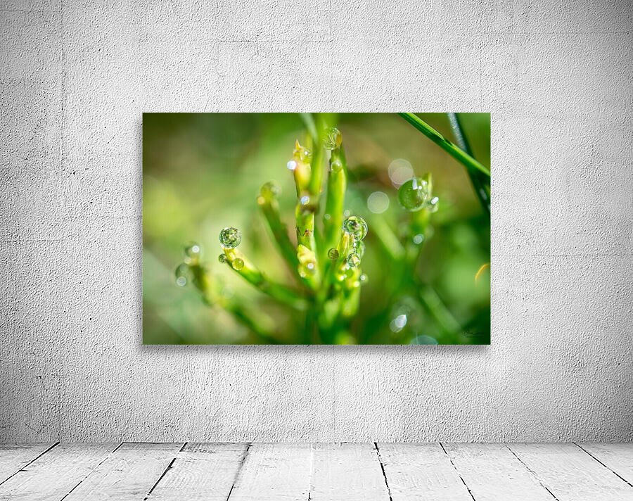Drops Wall Preview