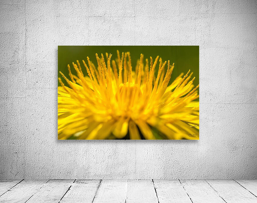 Dandelion  Wall Preview