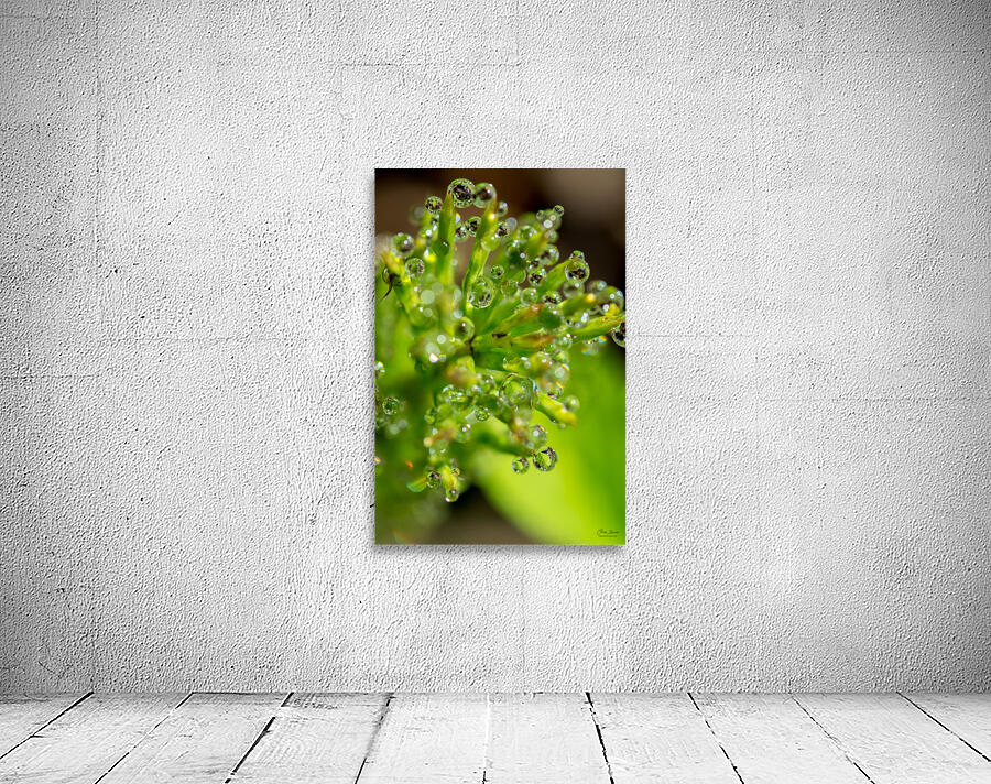 Drops Wall Preview