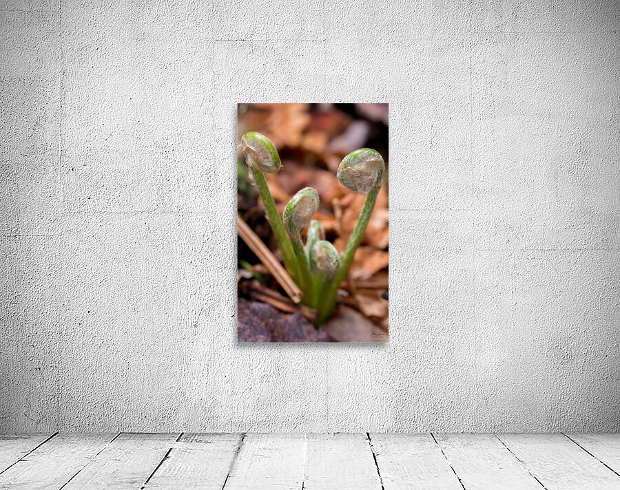 Sprout  Wall Preview