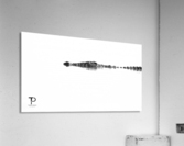 High Key with Crocodile Acrylic Print