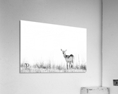 High Key with Lechwe Acrylic Print