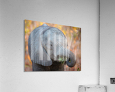 Adorable Acrylic Print