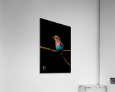 Lilac Breasted  Roller Acrylic Print