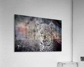 Youth Acrylic Print