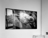 Elephant in Chobe Acrylic Print
