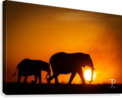 Carrying the Sun Canvas Print