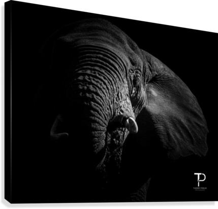 Low key with elephant Canvas Print