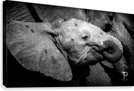 Elephant in Chobe Canvas Print