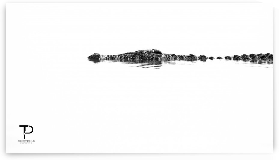 High Key with Crocodile by Thierry Prieur Photographie