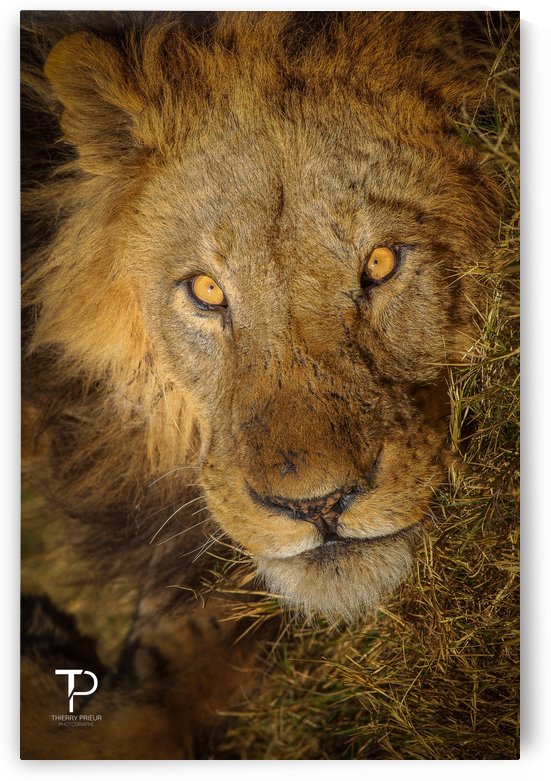 Portrait of a King by Thierry Prieur Photographie