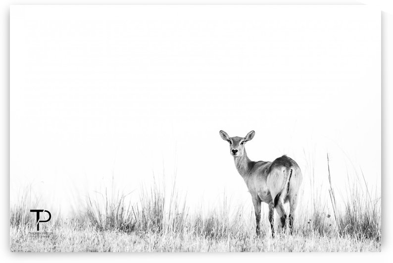 High Key with Lechwe by Thierry Prieur Photographie