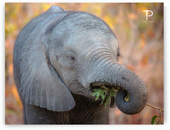 Adorable by Thierry Prieur Photographie