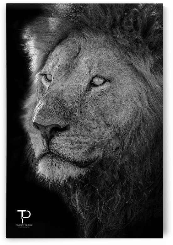 King by Thierry Prieur Photographie
