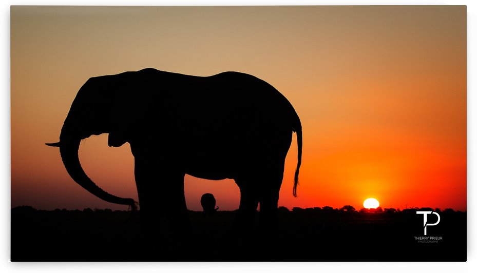 Sunset in Botswana by Thierry Prieur Photographie