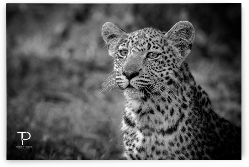 Youth by Thierry Prieur Photographie