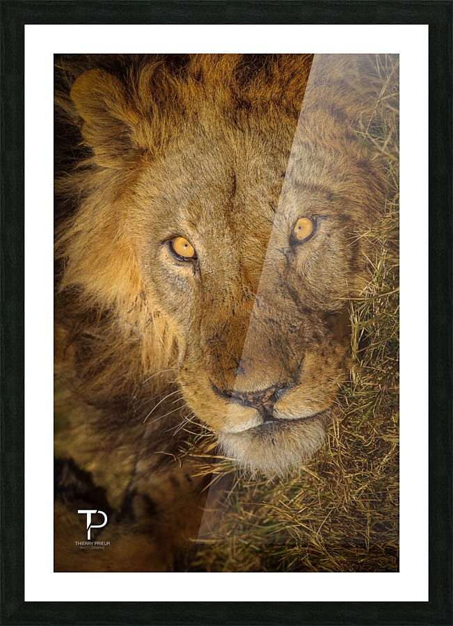  Fine Art print