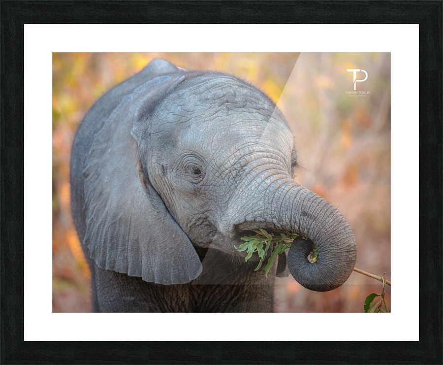 Adorable Picture Frame print