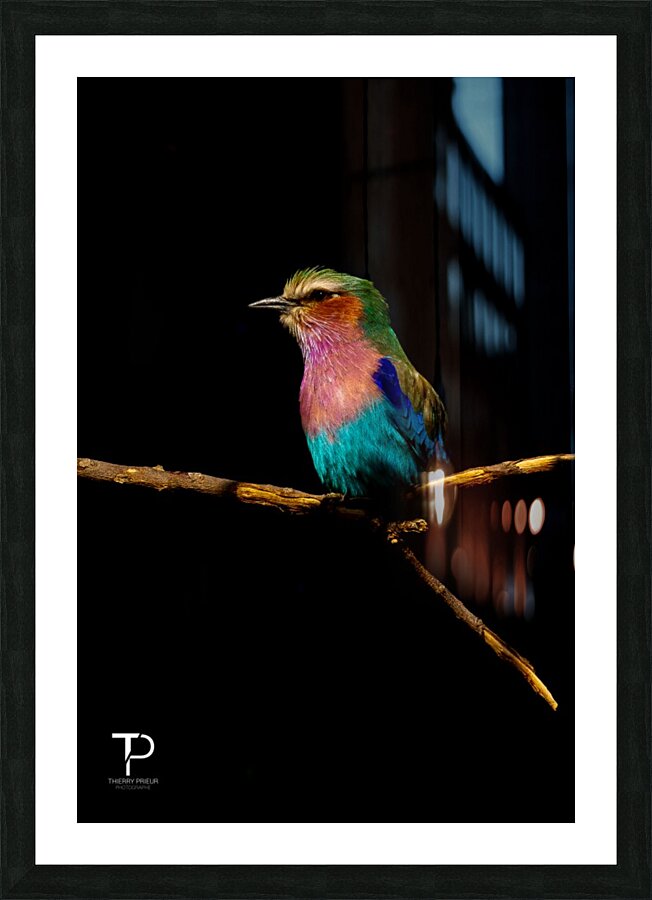 Lilac Breasted  Roller Picture Frame print