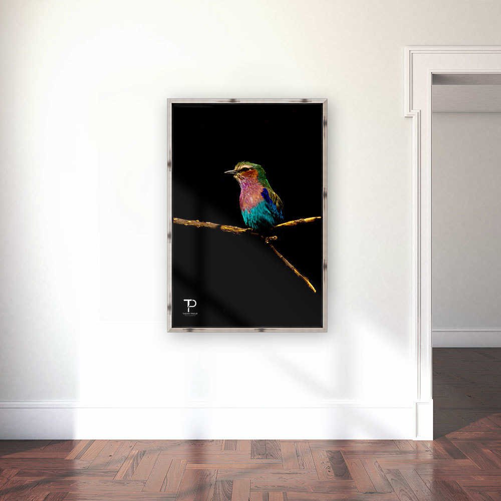 Lilac Breasted  Roller Reproduction
