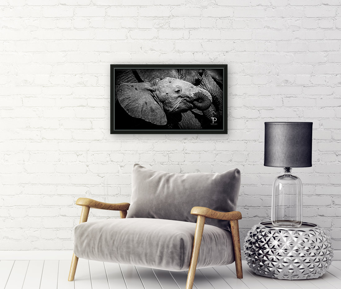 Elephant in Chobe Reproduction
