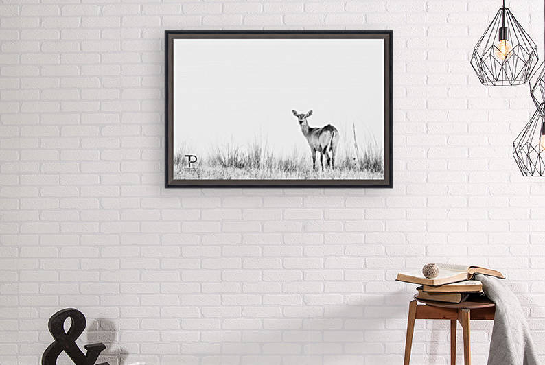 High Key with Lechwe by Thierry Prieur Photographie