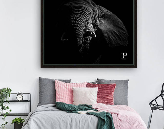 Low key with elephant Reproduction