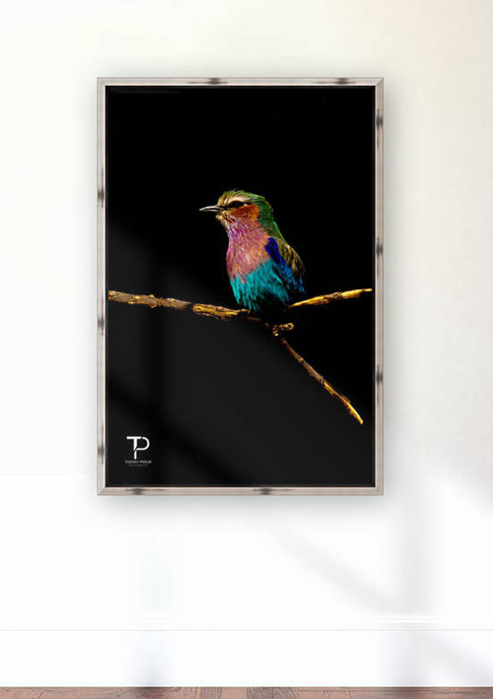 Lilac Breasted  Roller Reproduction