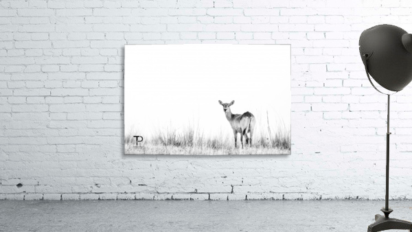 High Key with Lechwe Wall Preview