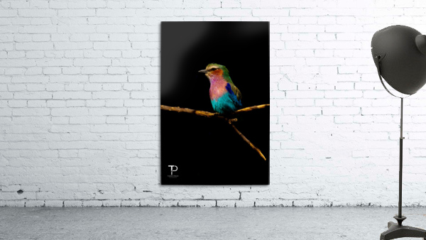 Lilac Breasted  Roller Wall Preview