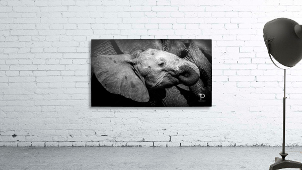 Elephant in Chobe Wall Preview