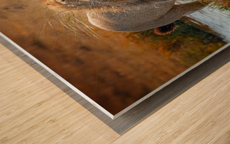 Bath Wood print