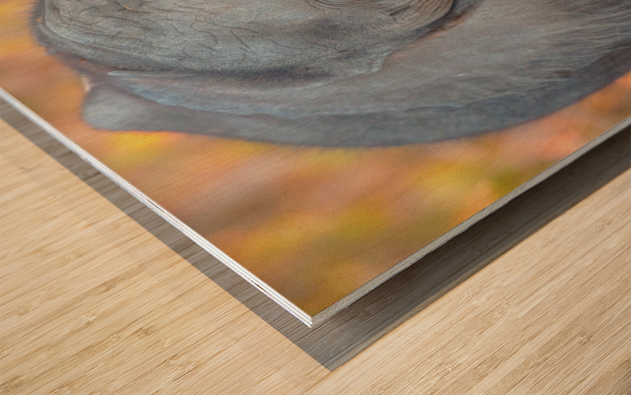 Adorable Wood print