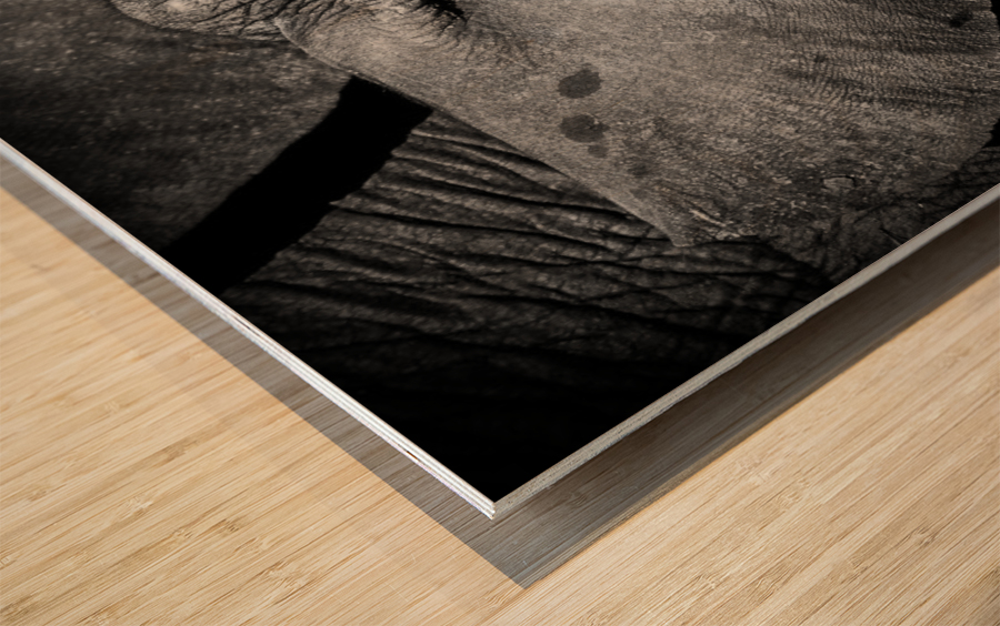 Elephant in Chobe Wood print